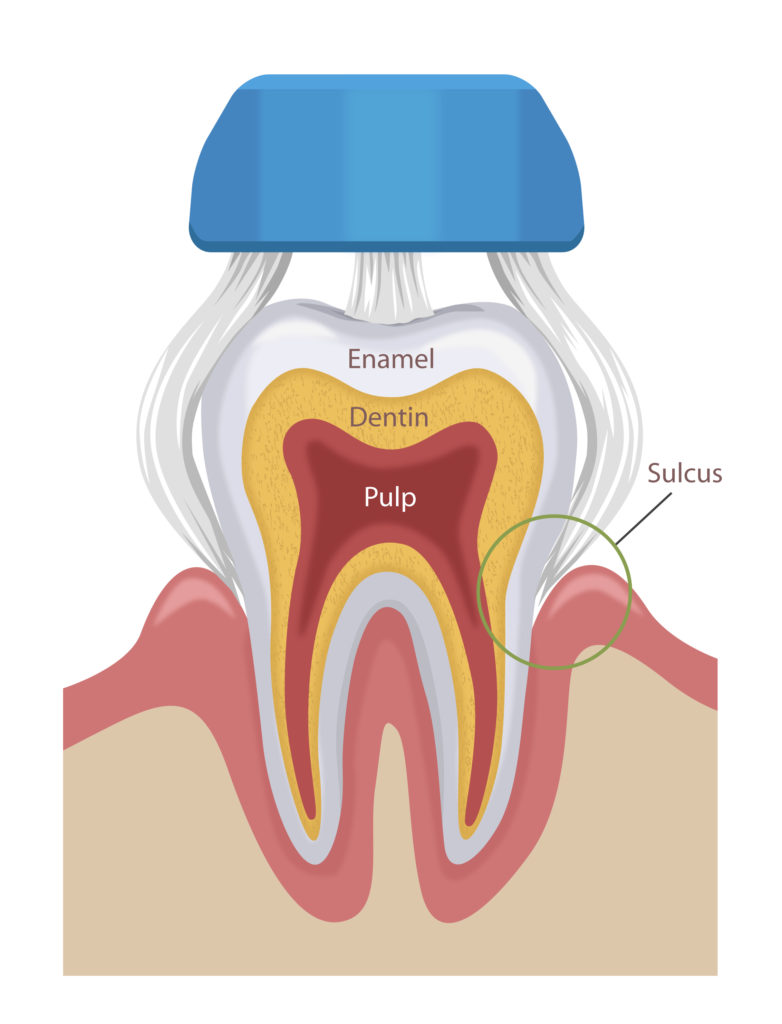 Collis Curve Toothbrush